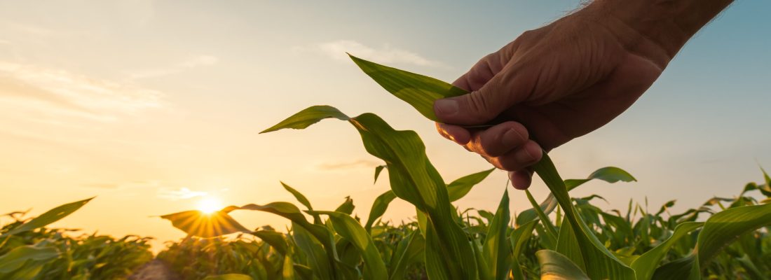 Farmer is examining corn crop plants in sunset. Close up of hand touching maize leaf in field.