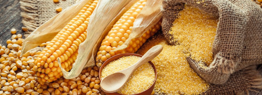 Corn groats and seeds, corncobs on wooden rustic table. Selective focus