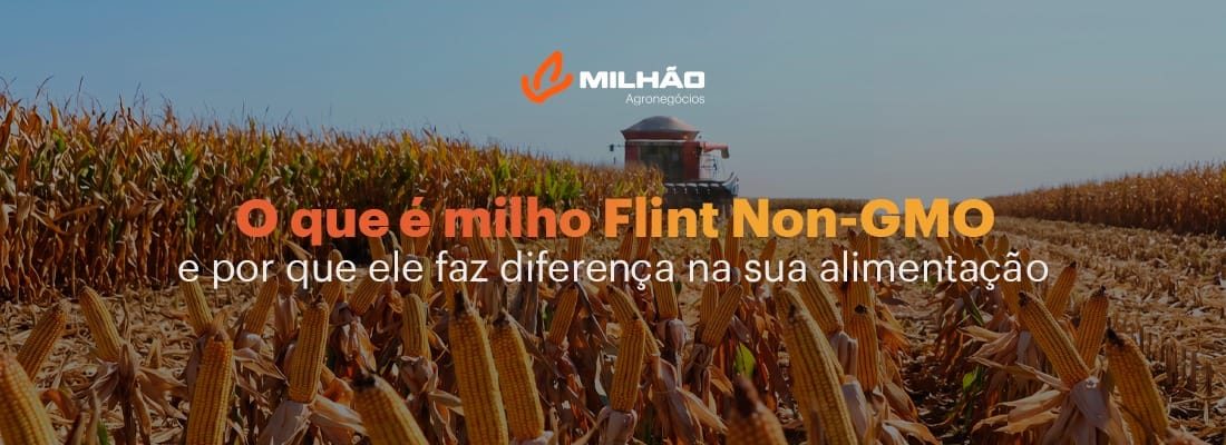 Capa Post Milho Flint